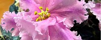 КТ-Розовая Медуза